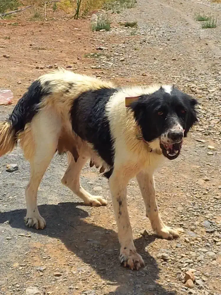 سگ فروشی|سگ|شهرکرد, |دیوار