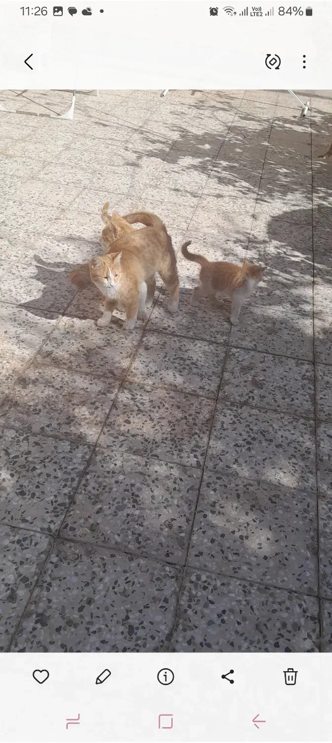 فروش گربه|گربه|رفسنجان, |دیوار