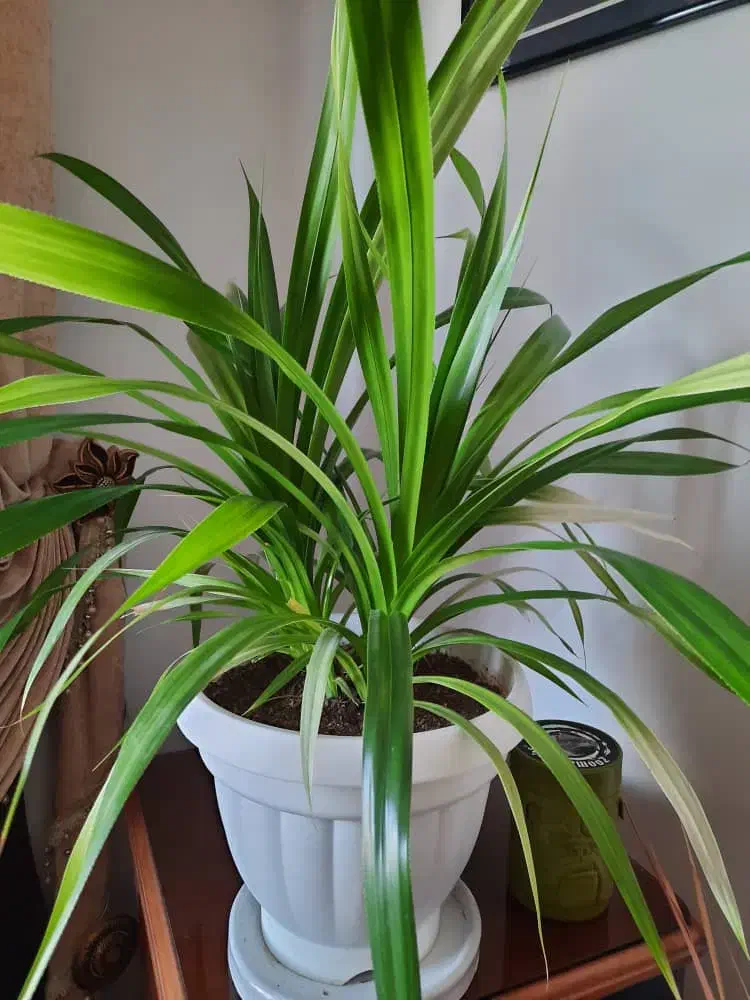 گل گندمی|گل و گیاه طبیعی|صدرا-فارس, فاز ۱|دیوار