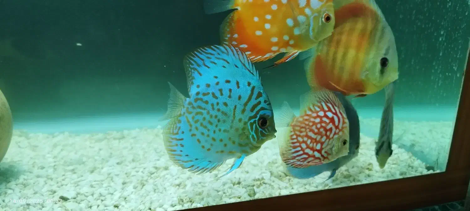 فروش یا تعویض تعدادی دیکس|ماهی|زنجان, |دیوار