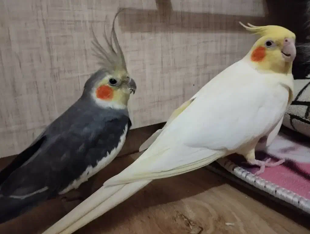 فروش پرنده عروس هلندی (نروماده)|پرنده|تبریز, |دیوار