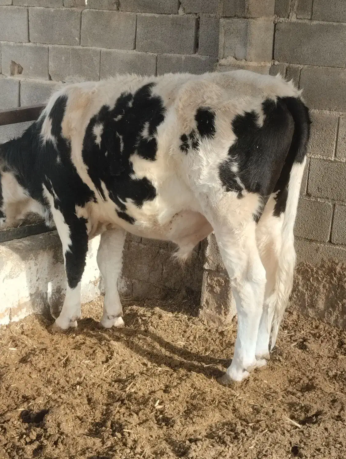 گوساله نر|حیوانات مزرعه|درودزن, |دیوار