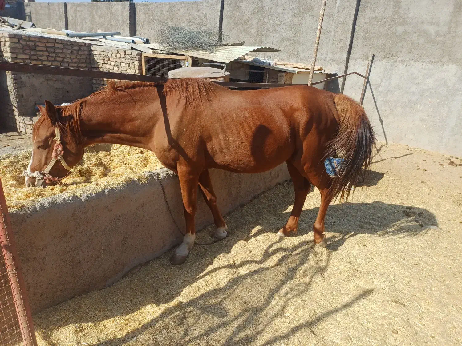 فروش|اسب و تجهیزات اسب‌سواری|خاوران, |دیوار