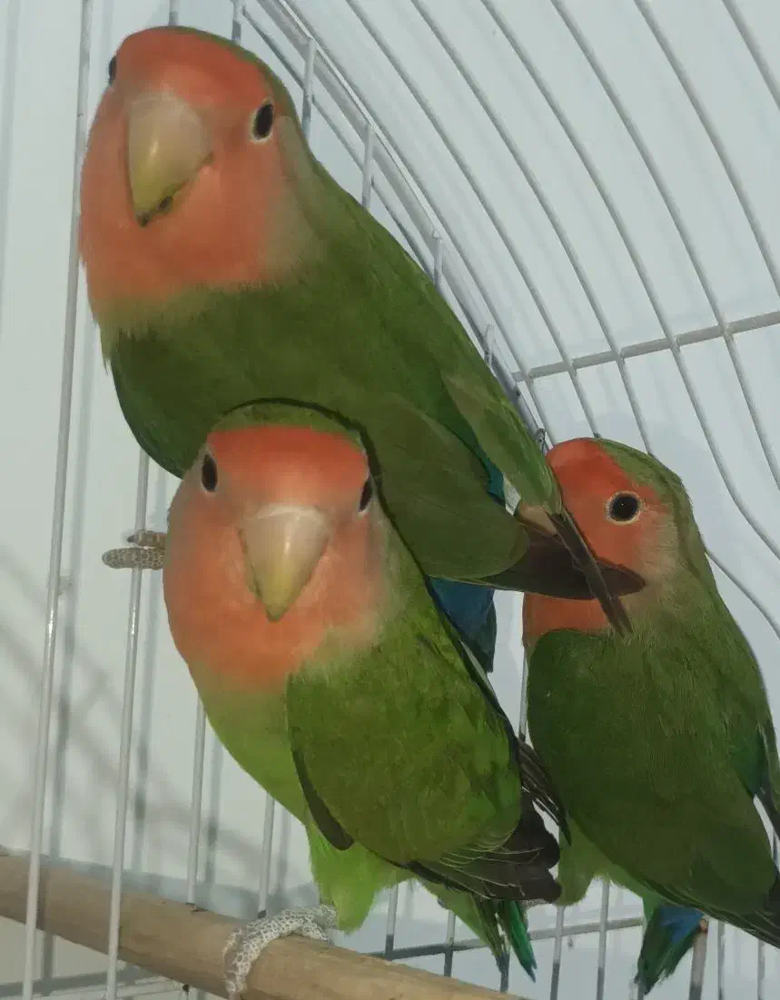 طوطی برزیلی سبز|پرنده|قروه, |دیوار