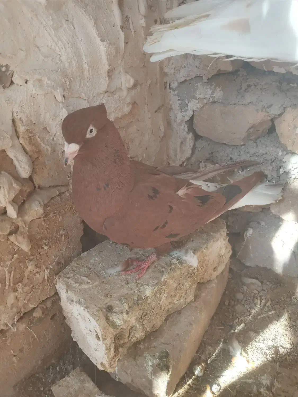 کبوتردمسفید ماده|پرنده|اسفراین, |دیوار