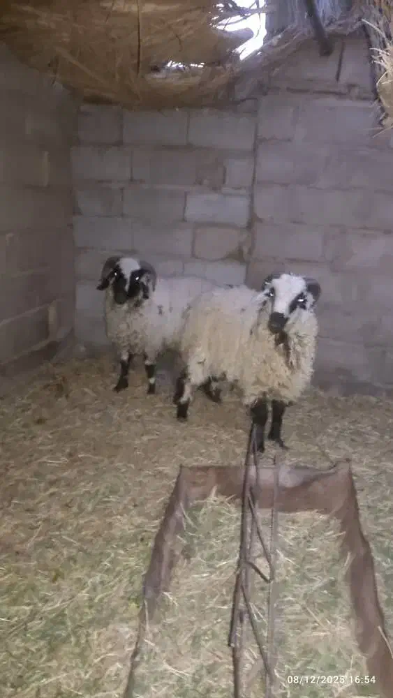 فروش سه راس قوچ علی آباد محمدقاسم خان خوشگل .چاق.|حیوانات مزرعه|گنبکی, |دیوار