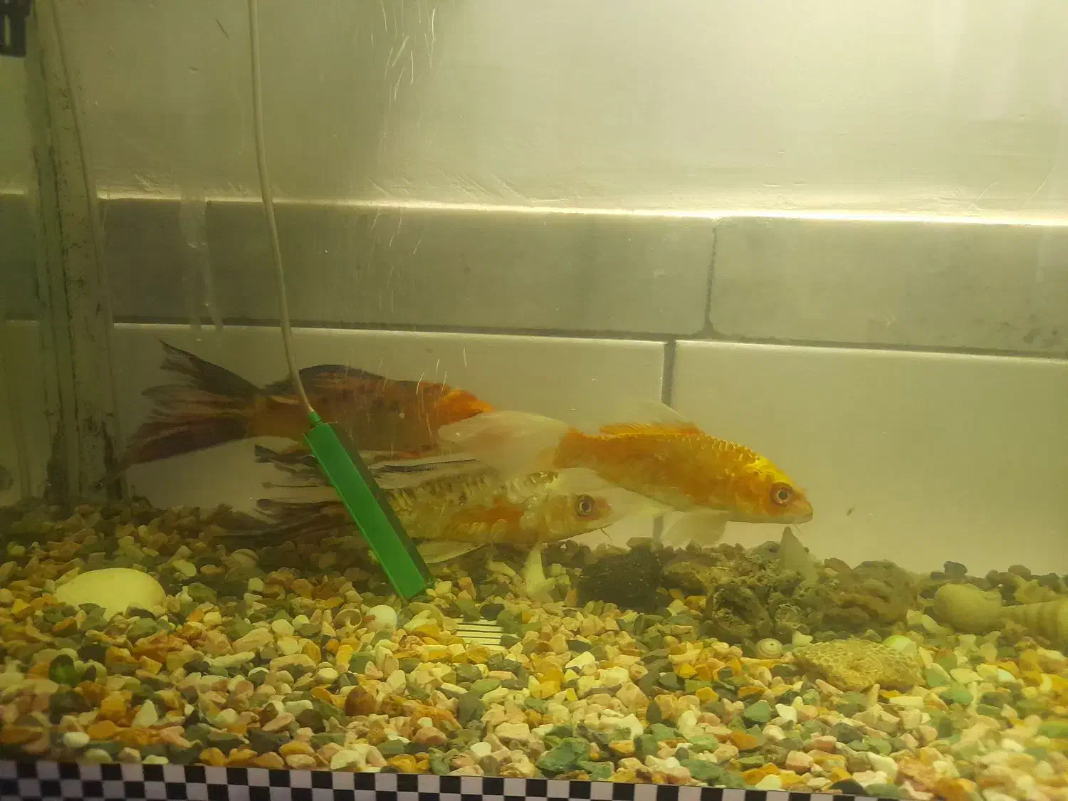 ماهی کوی و لجن خوار|ماهی|زرند, |دیوار