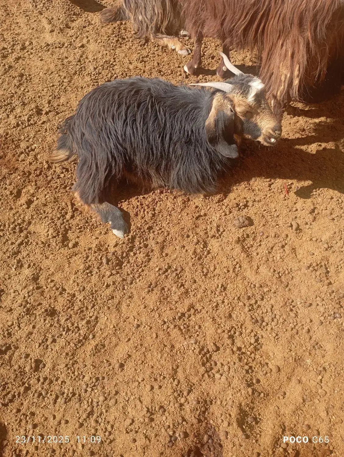 کهره ماده و نر|حیوانات مزرعه|سرچهان, |دیوار