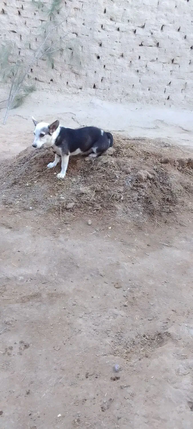 توله پا کوتاه (ماده) و جفت کبوتر|سگ|زهک, |دیوار