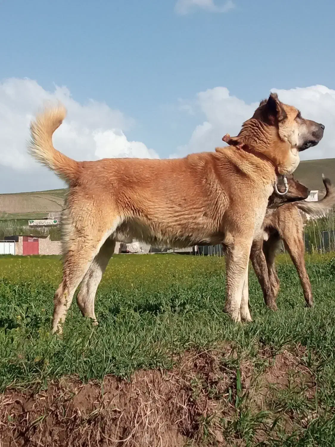 سگ سرابی|سگ|ورزقان, |دیوار