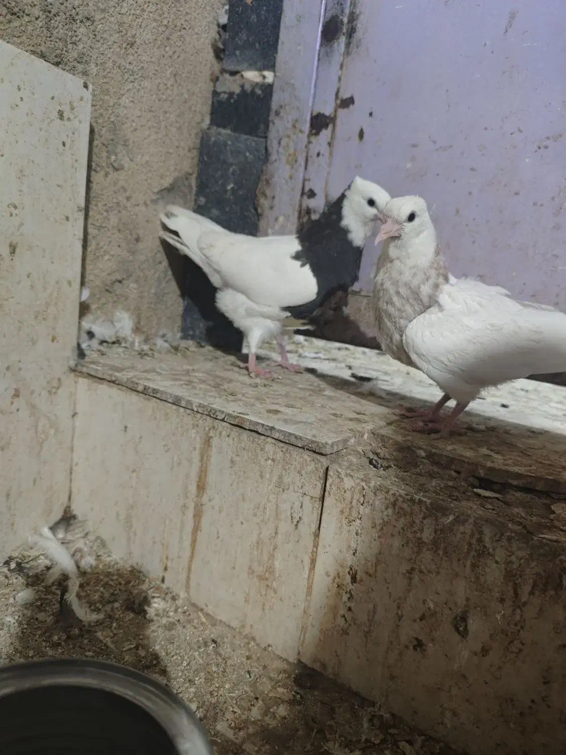 طوقی کاکل عطیقه|پرنده|زاهدان, |دیوار