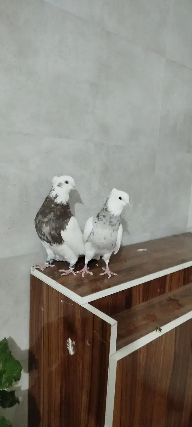 کبوتر ،طوقی پالخت کاکولی|پرنده|داران, |دیوار