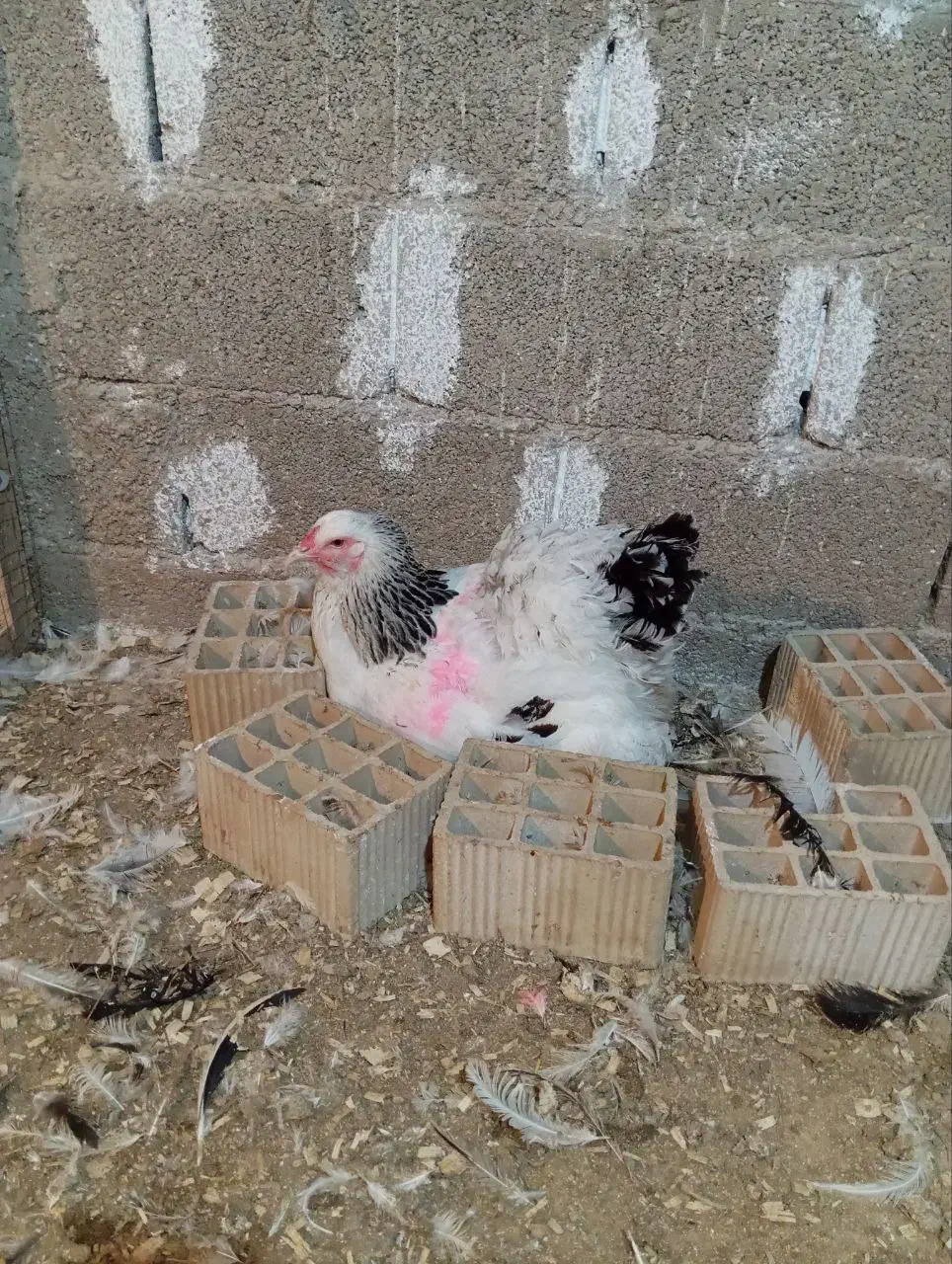 تخم برهما لایت غول پیکر|حیوانات مزرعه|سنگر, |دیوار