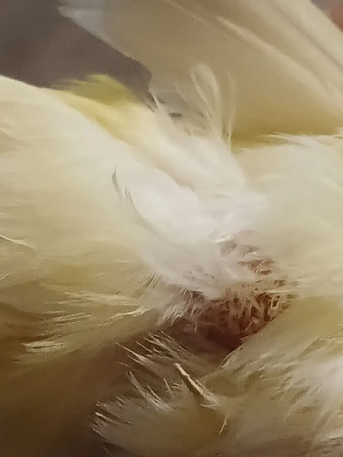 قناری نرتیر باهیکل درشت کاکلی|پرنده|خوی, |دیوار