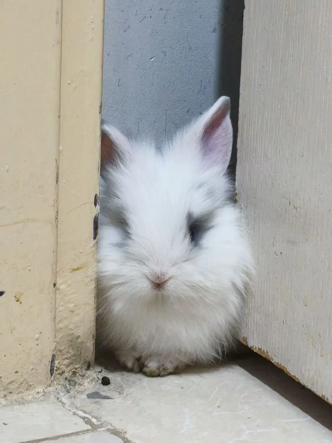 بچه خرگوش لوپ|موش و خرگوش|تهران, جیحون|دیوار