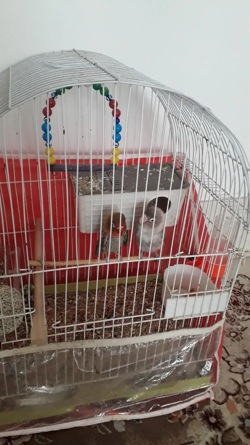 یک جفت کوتوله|پرنده|سبزوار, علمدار|دیوار