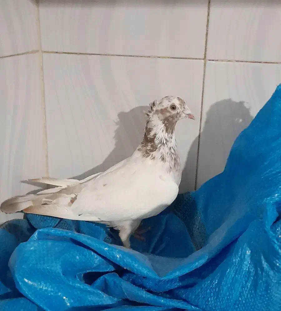 فروش ۴ عدد کبوتر|پرنده|خرمدره, |دیوار