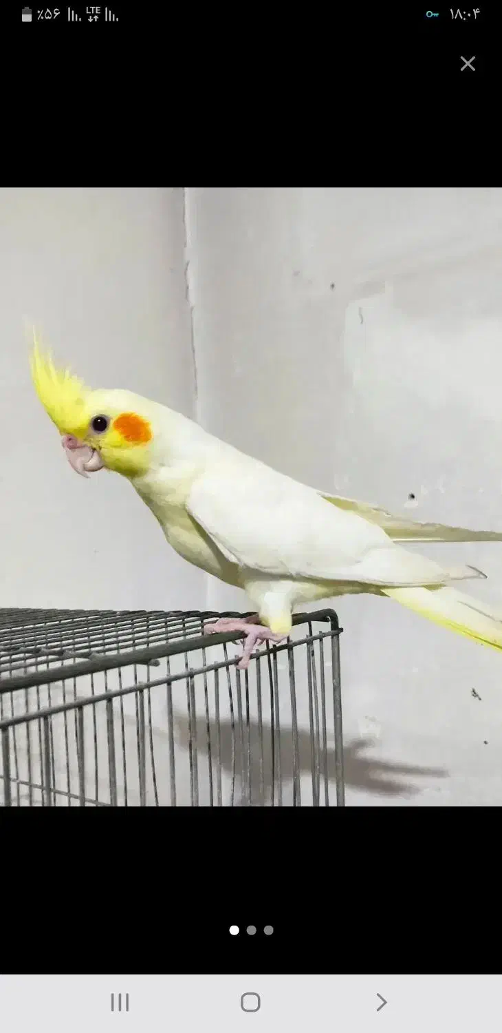 عروس هلندی|پرنده|بروجن, |دیوار