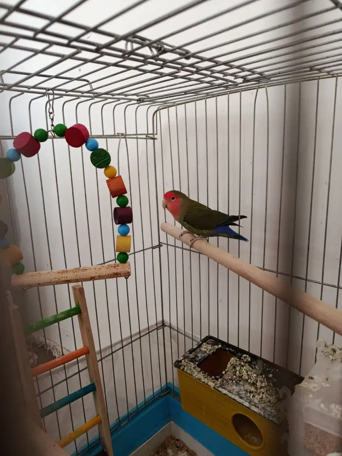 طوطی برزیلی با قفس|پرنده|بیرانوند, |دیوار