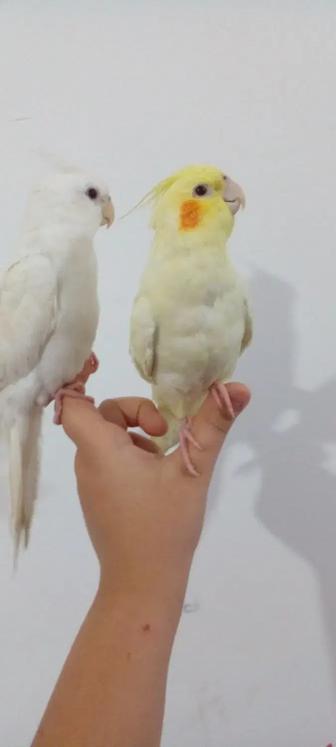 عروس هلندی گمشده|حیوانات|بندر ماهشهر, |دیوار