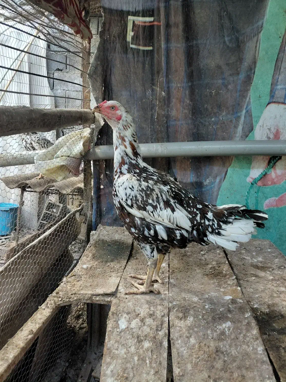 ۲عدد مرغ لاری چیل|حیوانات مزرعه|بابل, |دیوار