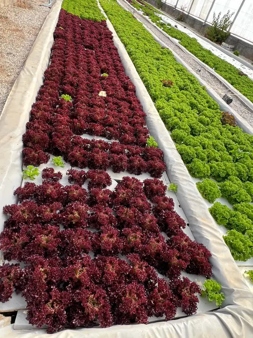 کاهو فرانسوی وسبزیجات|خوردنی و آشامیدنی|شیراز, درکی|دیوار