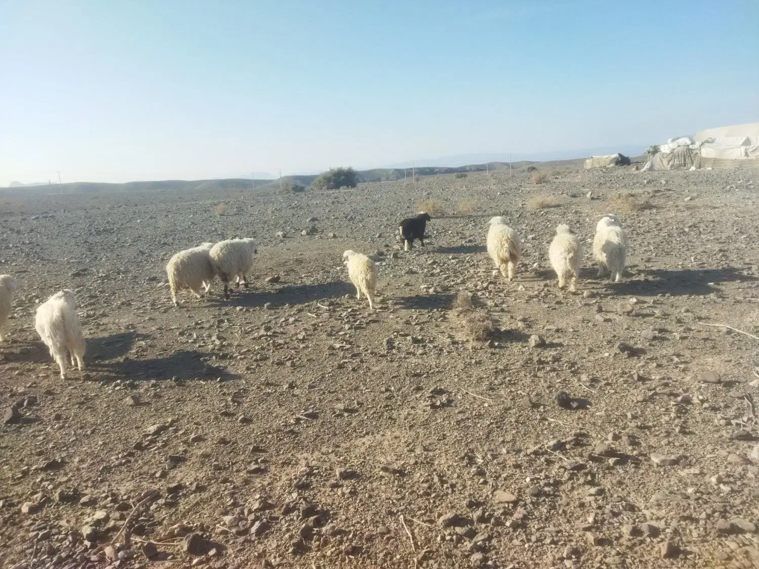 بره|حیوانات مزرعه|سیرجان, |دیوار