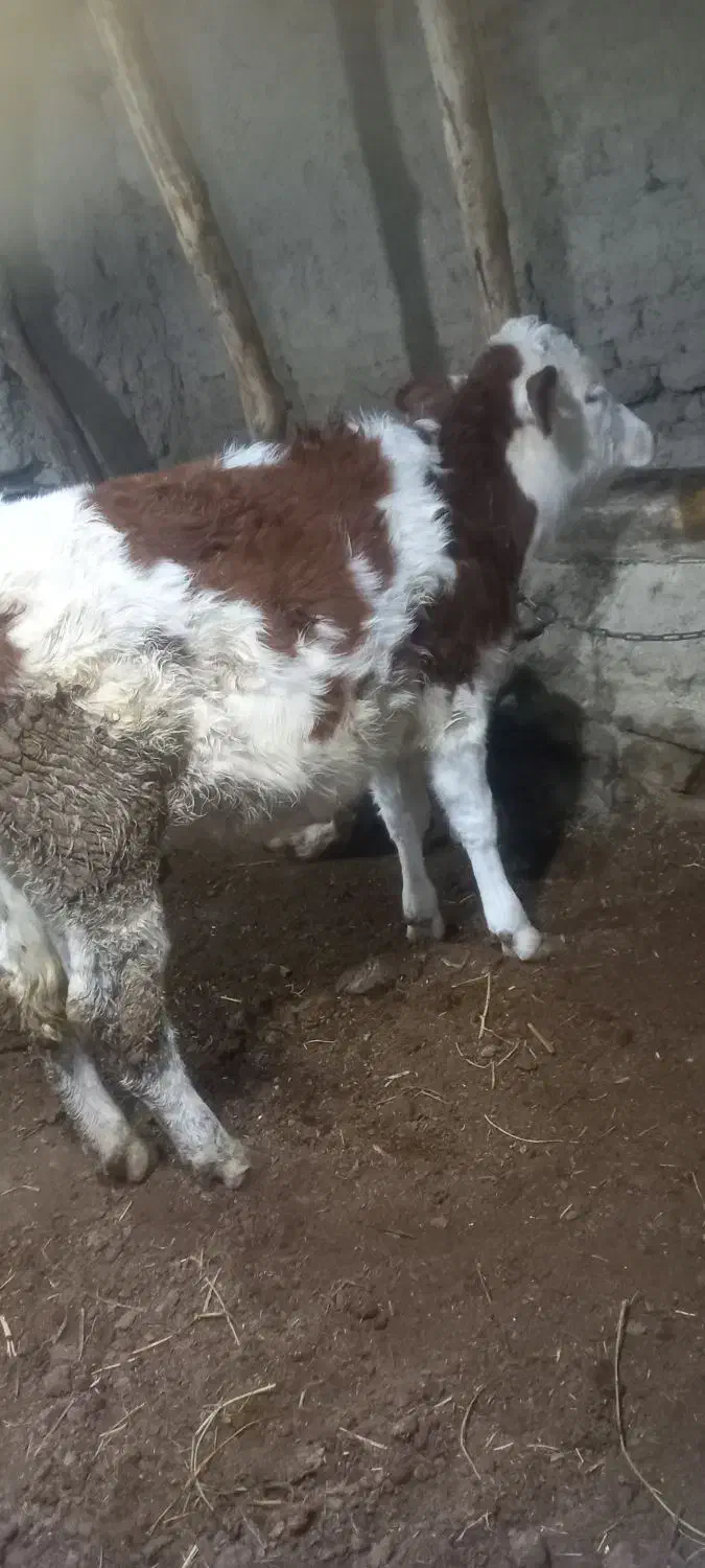 گوساله|حیوانات مزرعه|ارومیه, |دیوار