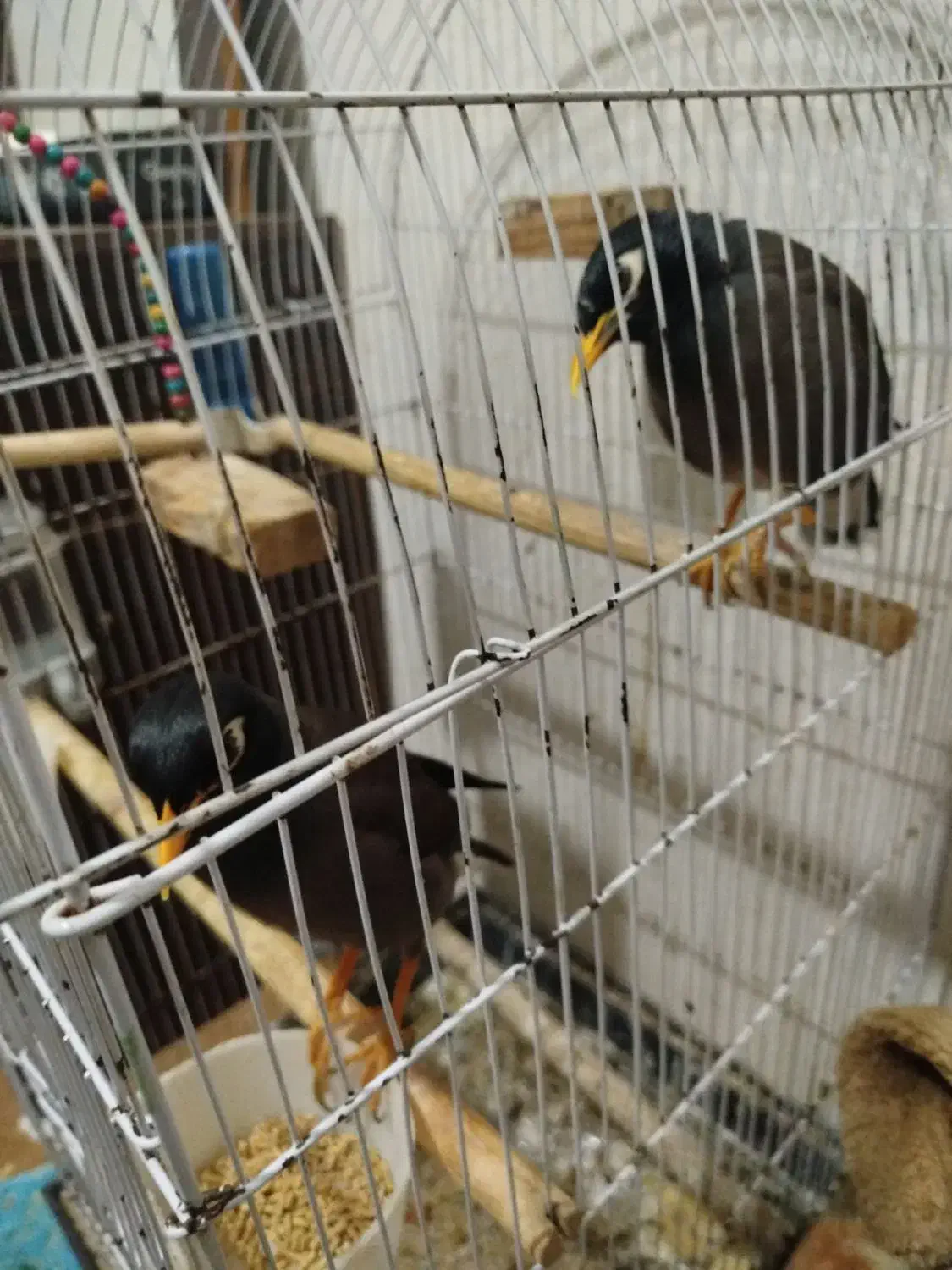 مرغ مینا|پرنده|کیش, |دیوار