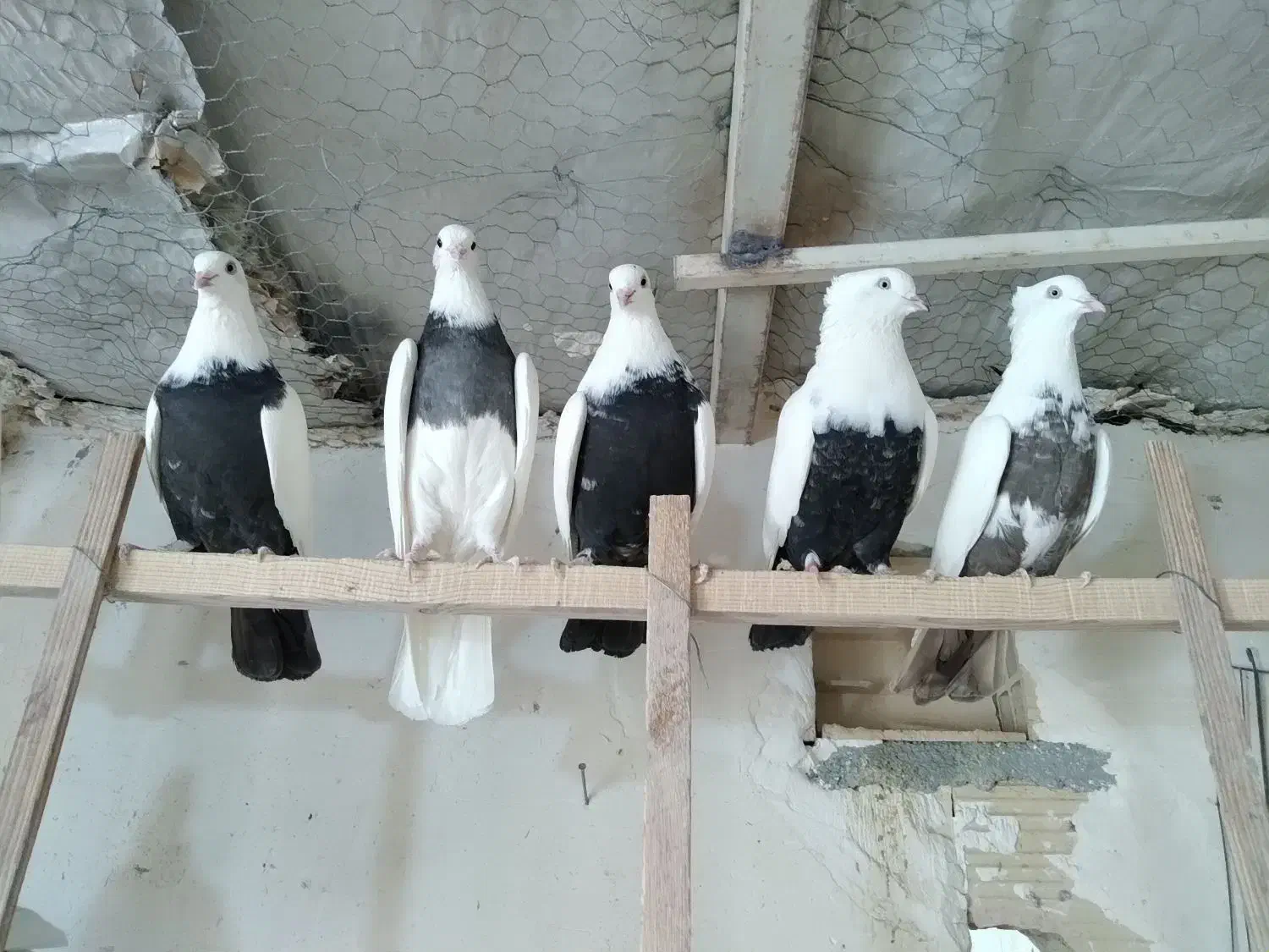 رنگی|پرنده|قم, دورشهر|دیوار