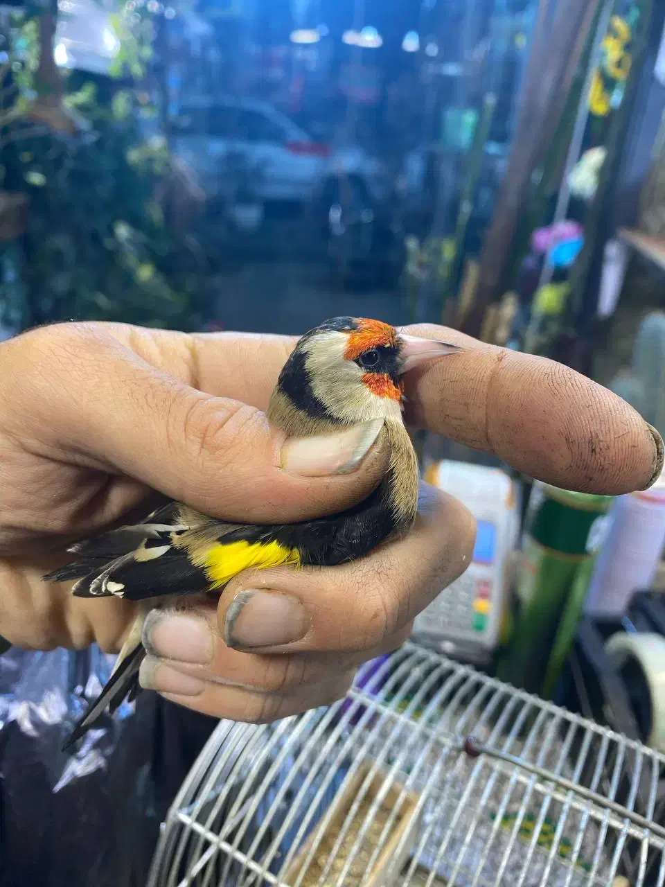 سهره رسمی دهن دار|پرنده|گرگان, |دیوار