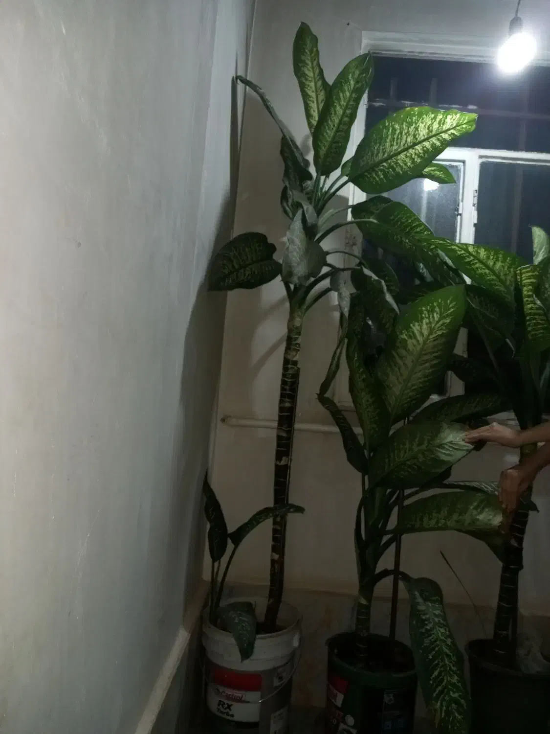 گل طبیعی ( دفن باخیا )|گل و گیاه طبیعی|الوند, |دیوار