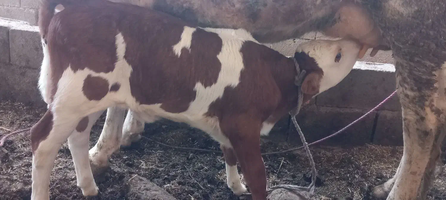 گاو|حیوانات مزرعه|دزفول, |دیوار