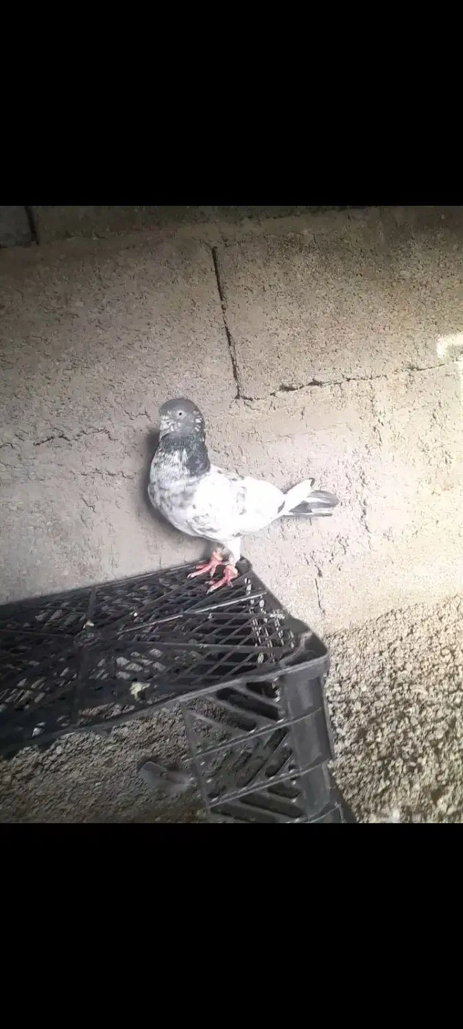 کبوتر کفتر|پرنده|ایرانشهر, |دیوار