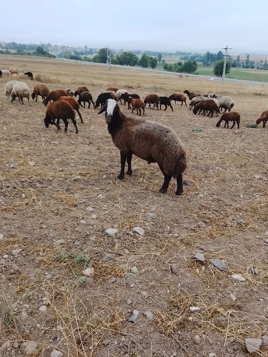 قوچ|حیوانات مزرعه|اردبیل, |دیوار