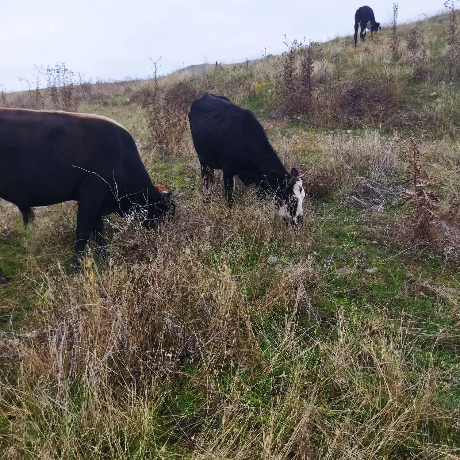 گاو محلی ماده|حیوانات مزرعه|مرادلو, |دیوار