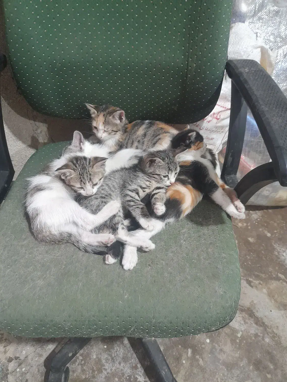 واگذاری گربه|گربه|همدان, |دیوار