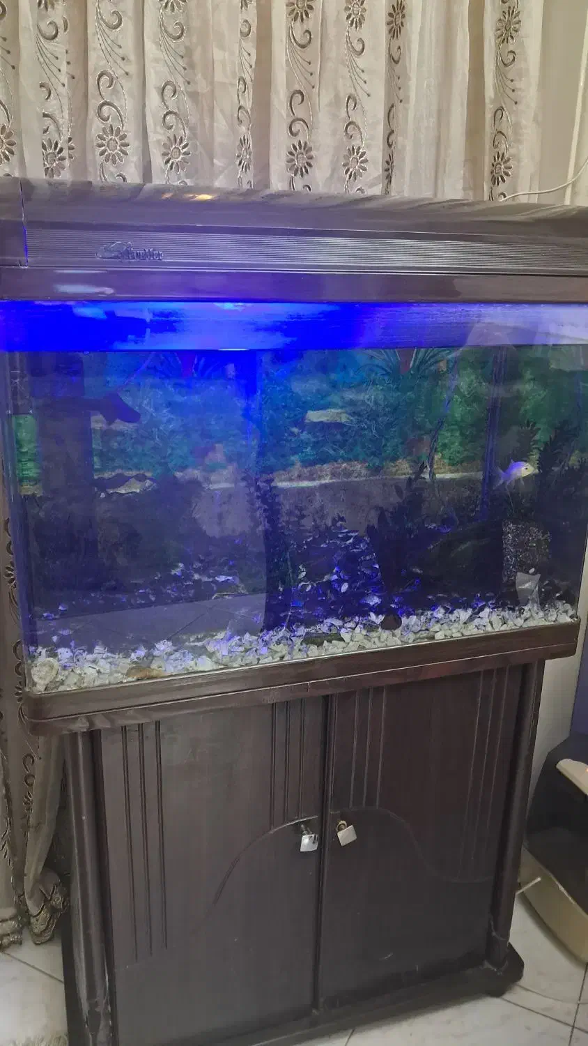 آکواریوم|ماهی|پردیس, فاز ۱|دیوار