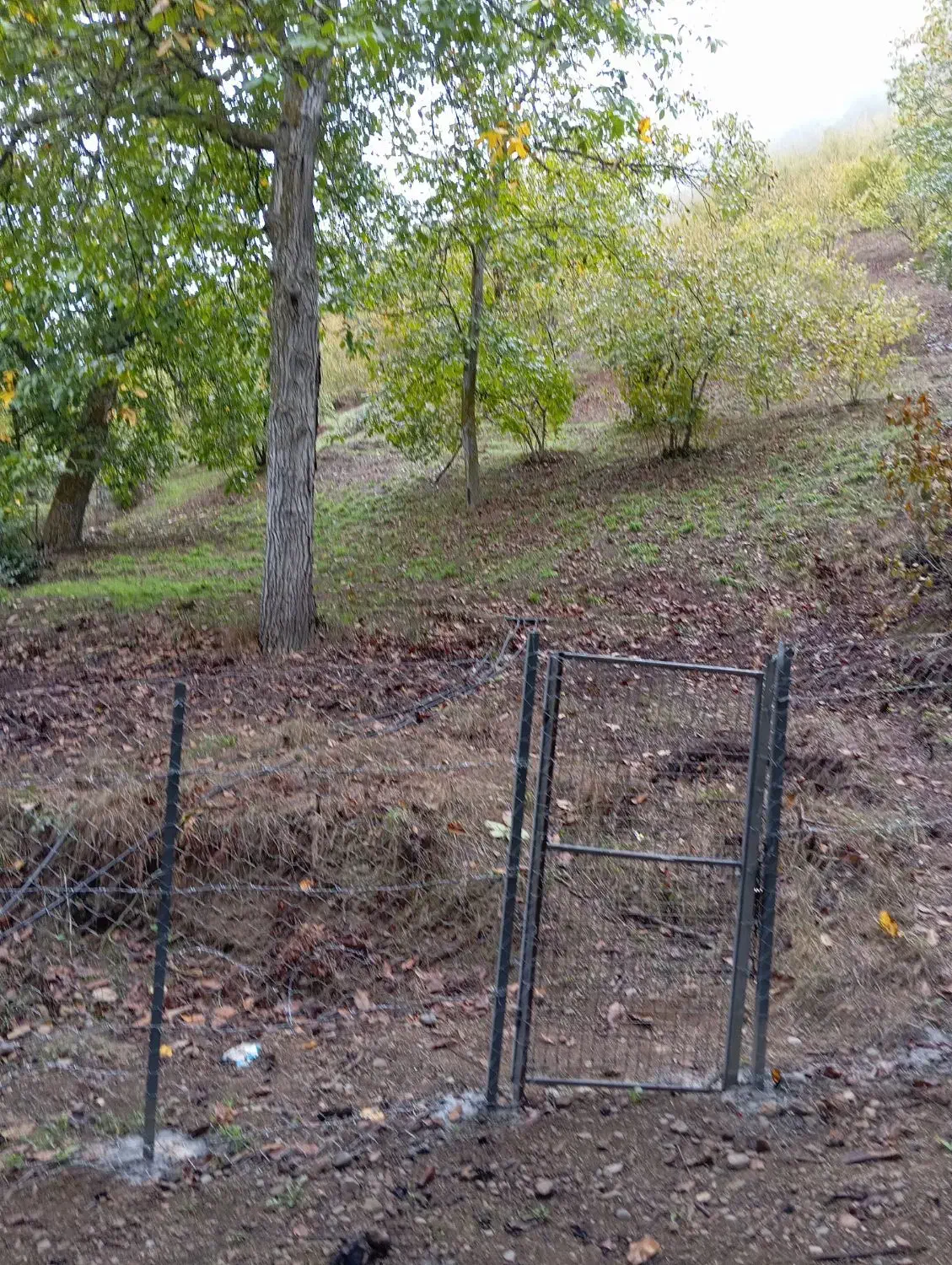 باغ فندق جای بکر|فروش زمین و ملک کلنگی|رحیمآباد, |دیوار