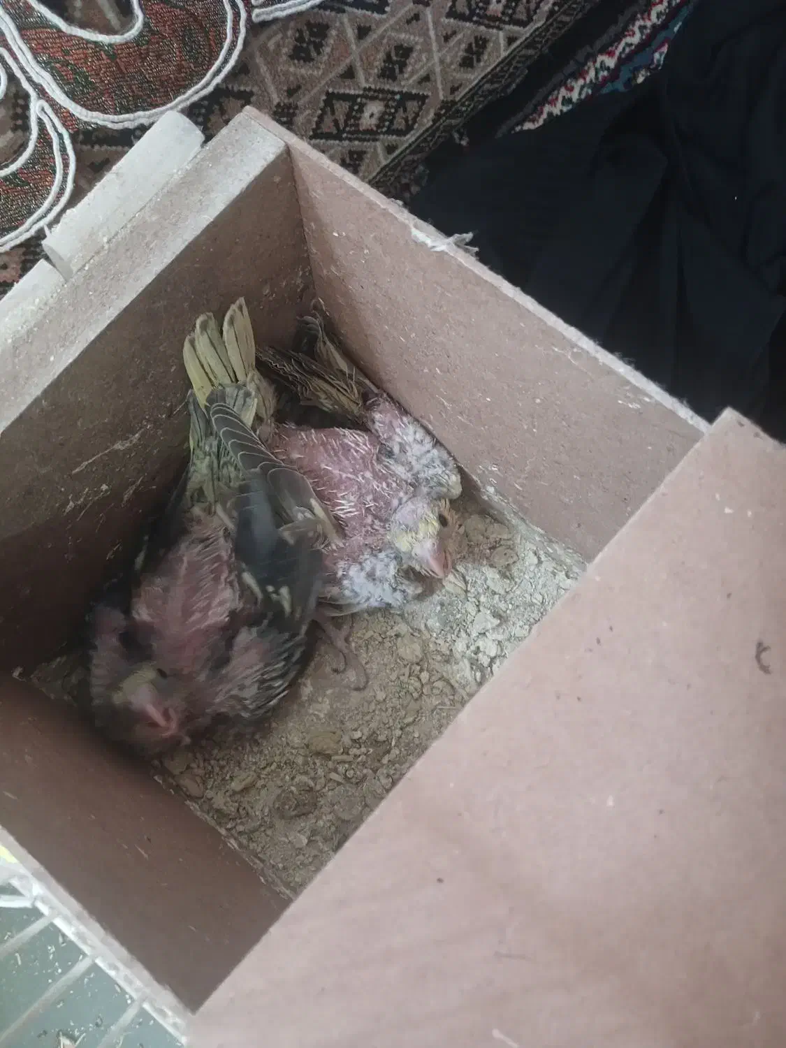 جوجه عروس هلندی|پرنده|مشهد, بهمن|دیوار