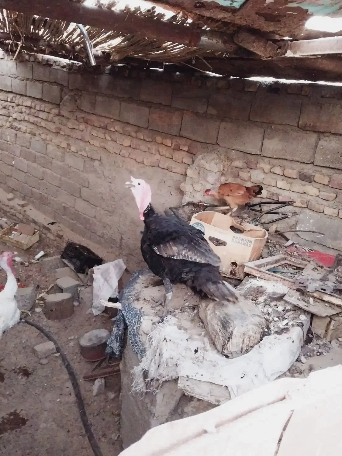 دوعدد بت نر و یک ماده|حیوانات مزرعه|تیمور آباد, |دیوار