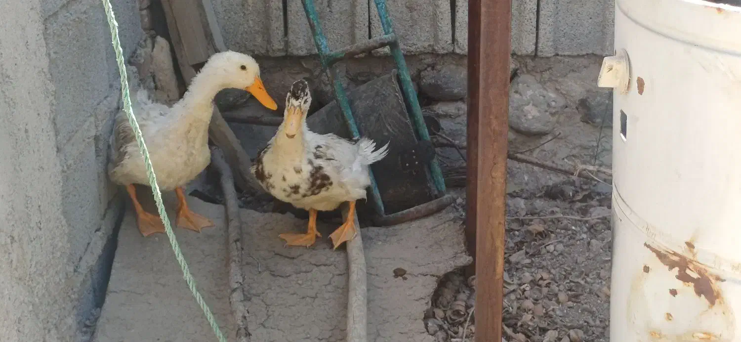 اردک زشت و بداخلاق|حیوانات مزرعه|اسکو, |دیوار