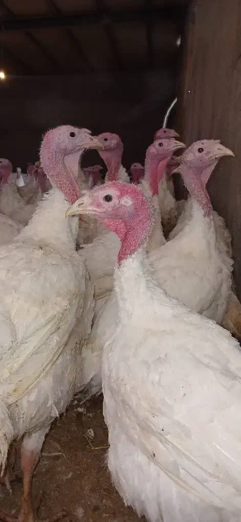 بوقلمون بیوتی ۶ فوق سنگین|حیوانات مزرعه|اصفهان, ارغوانیه|دیوار