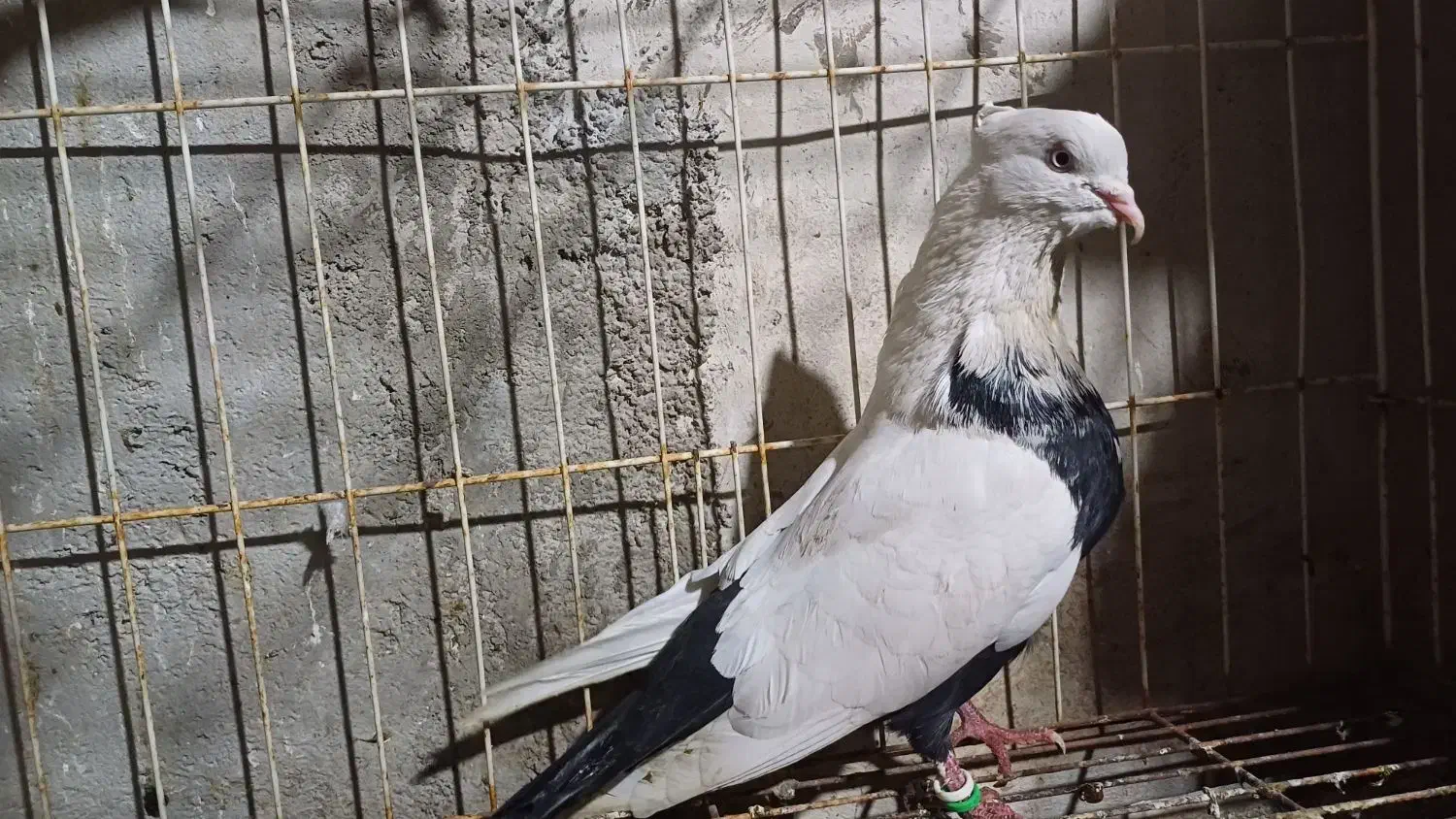 تعدادی کبوتر رنگی|پرنده|امیدیه, |دیوار