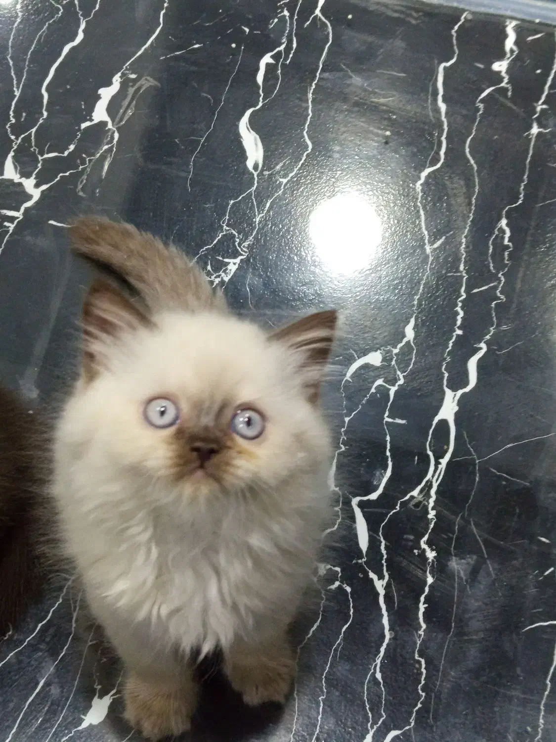 برتیش لانگهیر پسر|گربه|تهران, تهرانسر مرکزی|دیوار