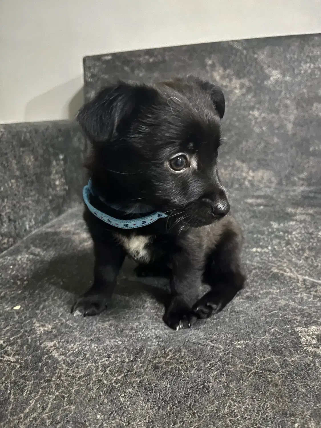 سگ مشکی|سگ|تهران, فلاح|دیوار