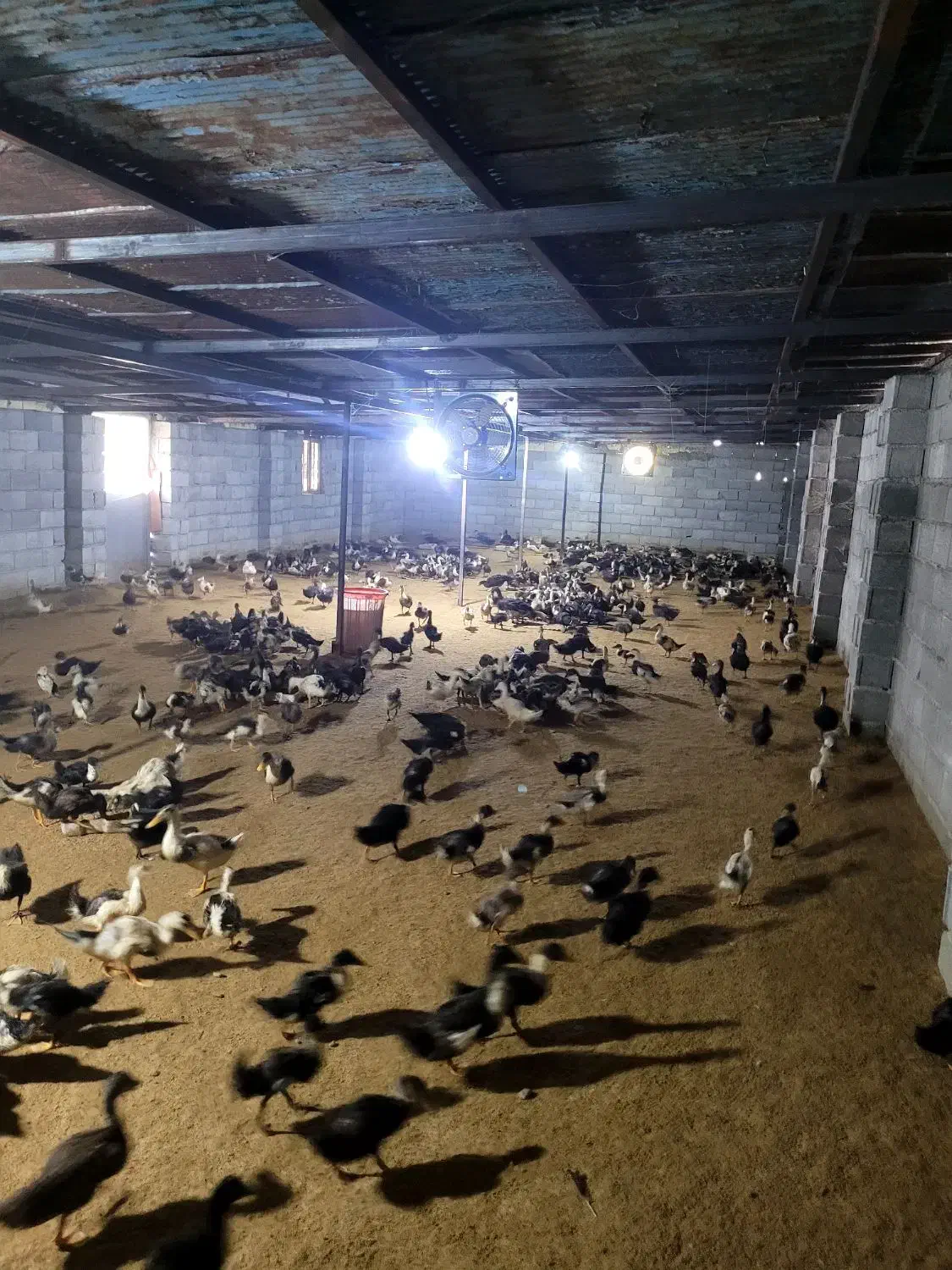 اجاره سوله ۲۰۰ متری و خونه ۳۰ متری فول قابل سکونت|اجارهٔ دفتر صنعتی، کشاورزی، تجاری|تالش, طولارود|دیوار