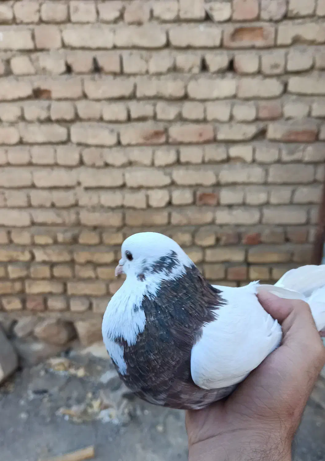 کبوتر طوقی|پرنده|ازنا, |دیوار