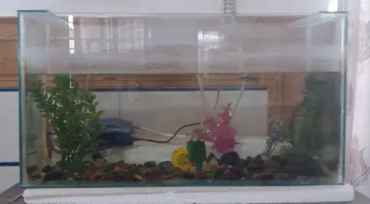 آکواریوم کوچک|ماهی|بم, |دیوار