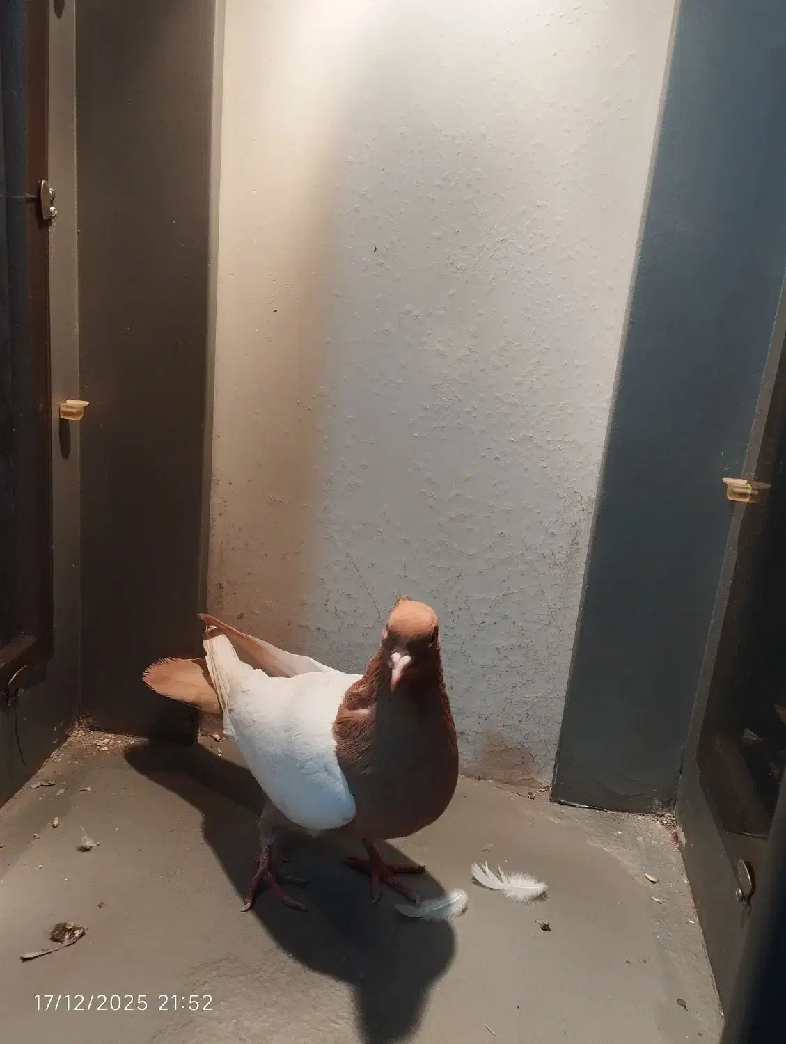 سینه کله هفت رنگ کاکلی خال کرباتی|پرنده|سبزوار, قصبه شرقی|دیوار